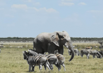 Bild Namibia der Einstieg für Afrika Reisebericht